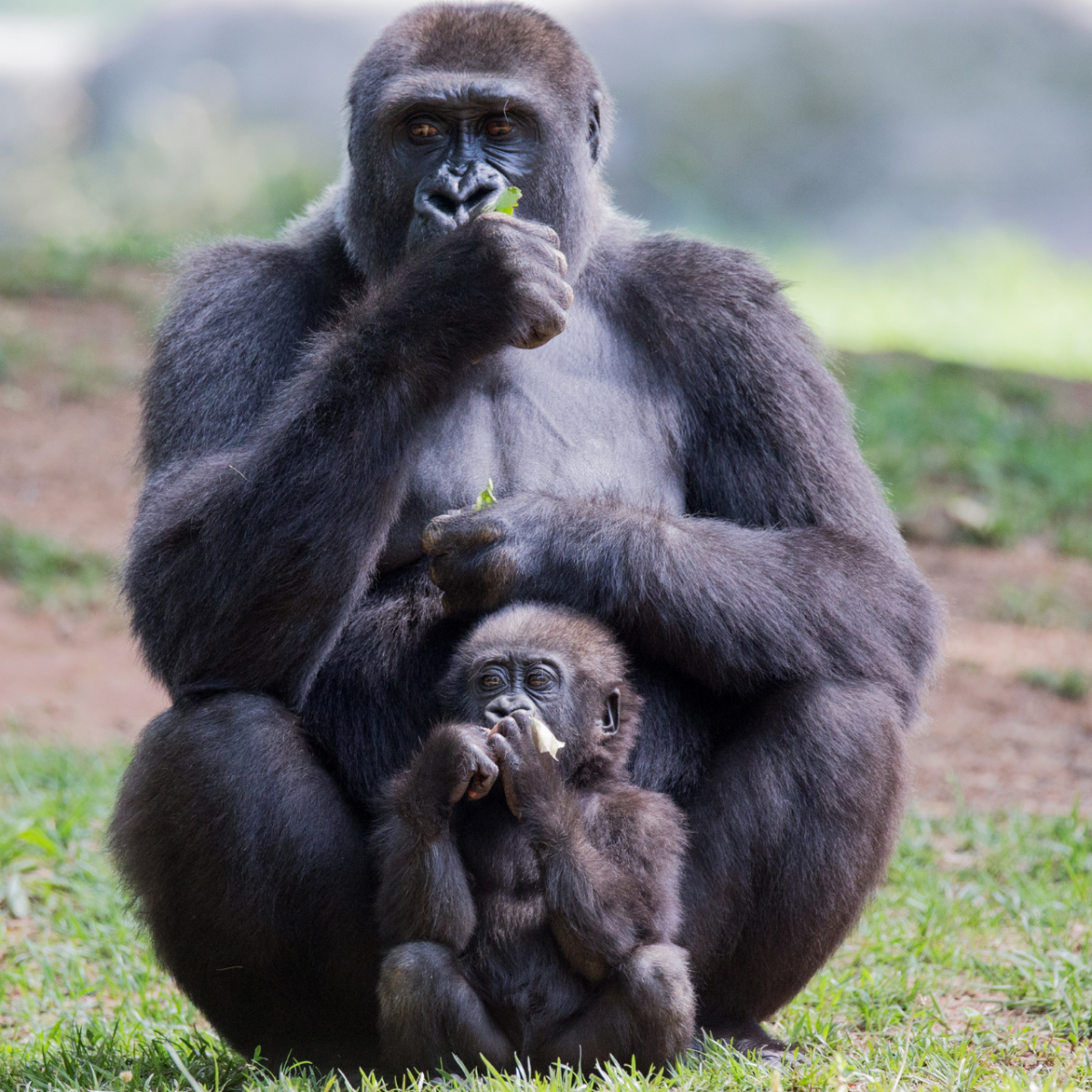 gorilla family