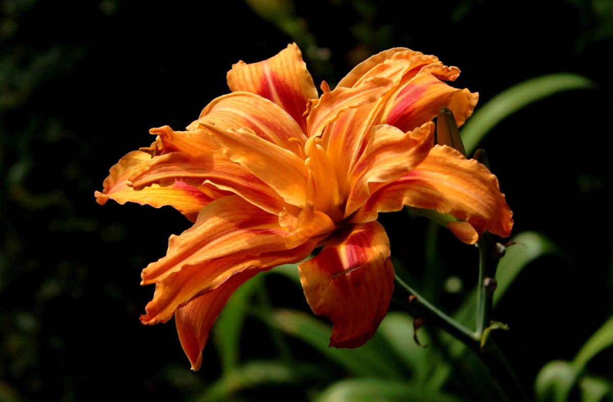 yellow daylily