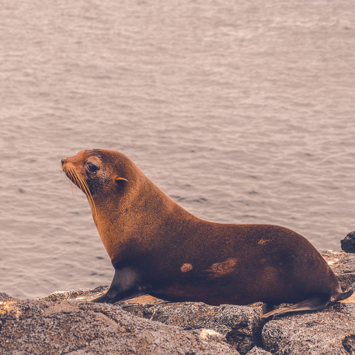 Sea lion from Unsplash