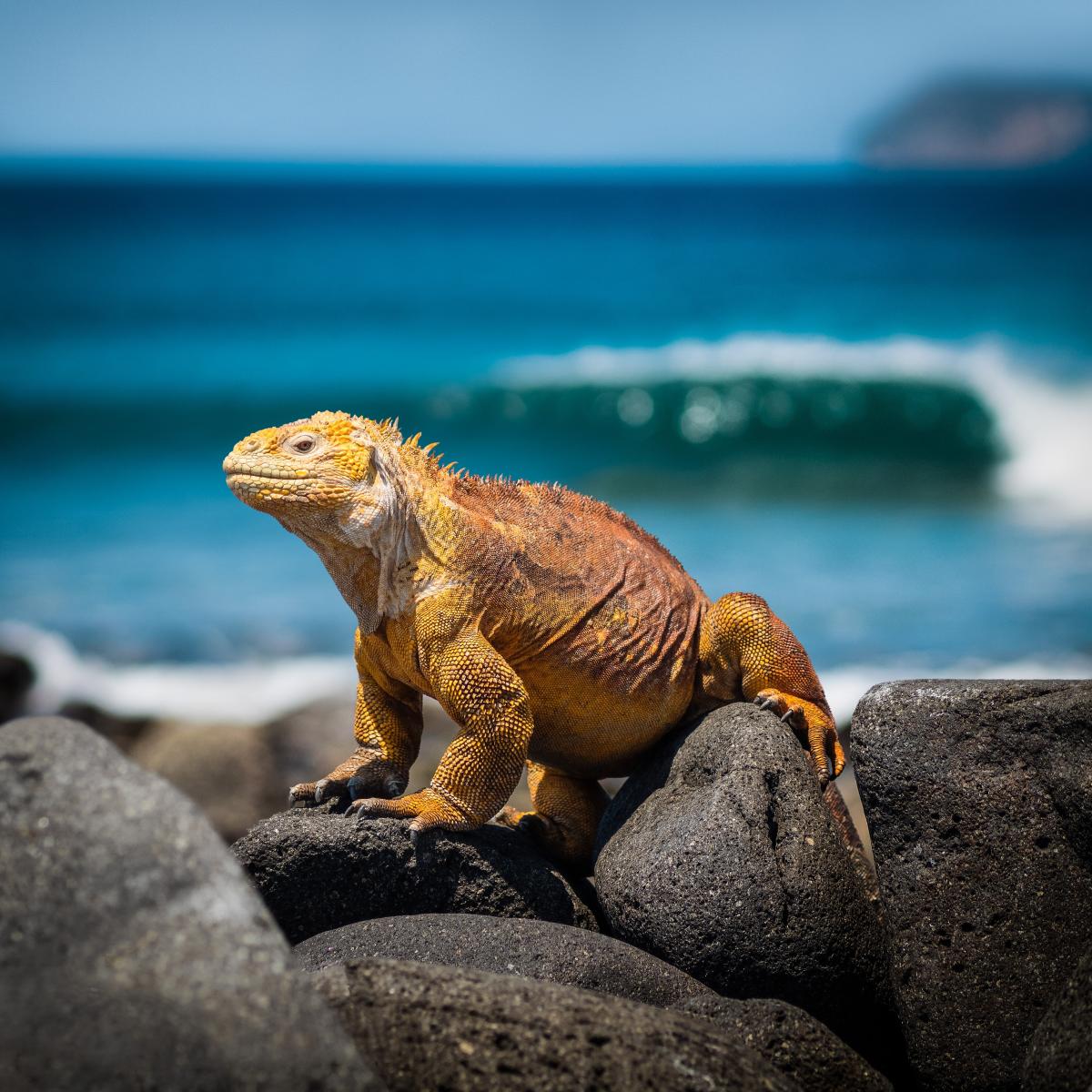 Lizard on rocks by Simon Berger on Unsplash