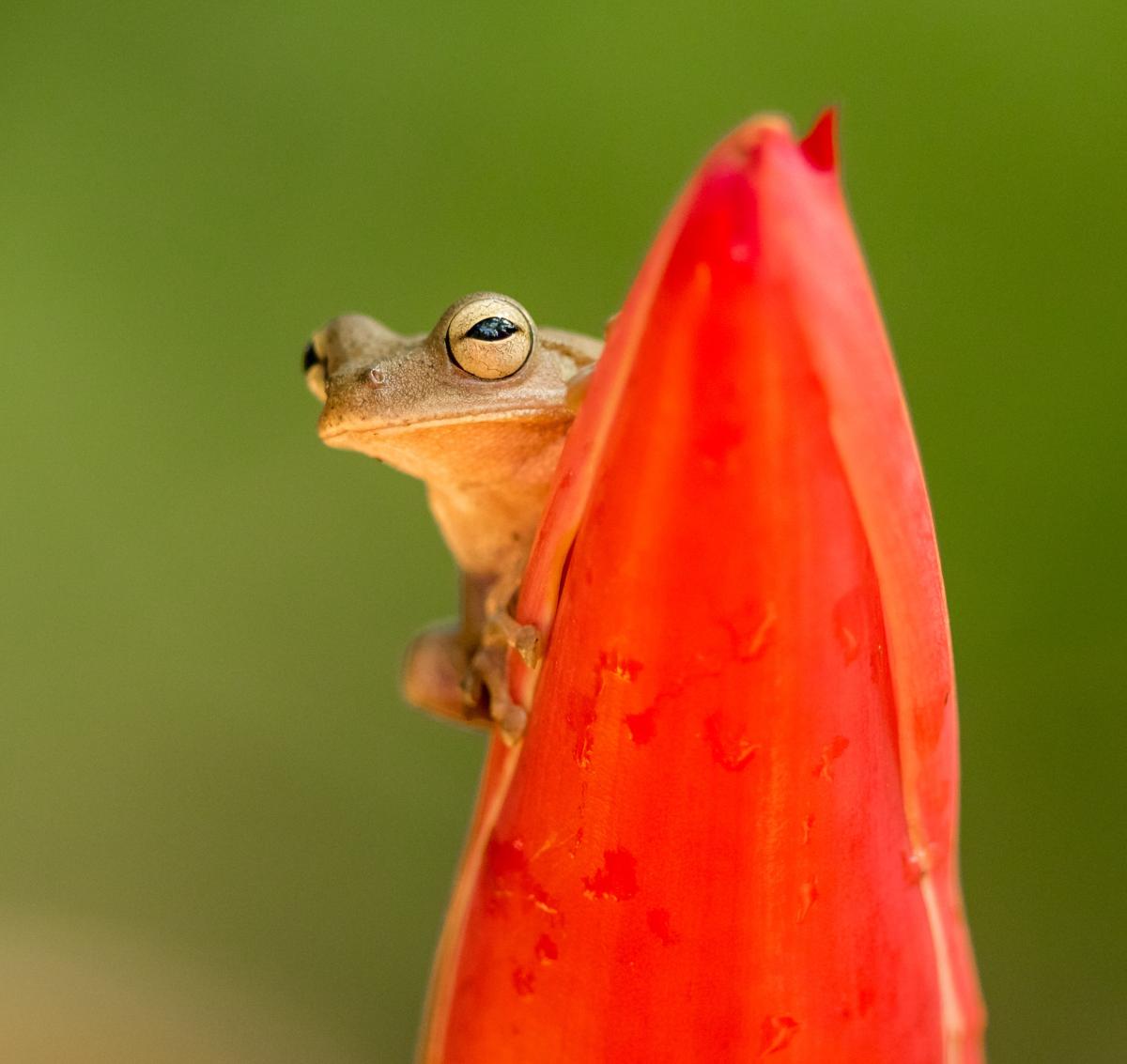 Frog on Petal