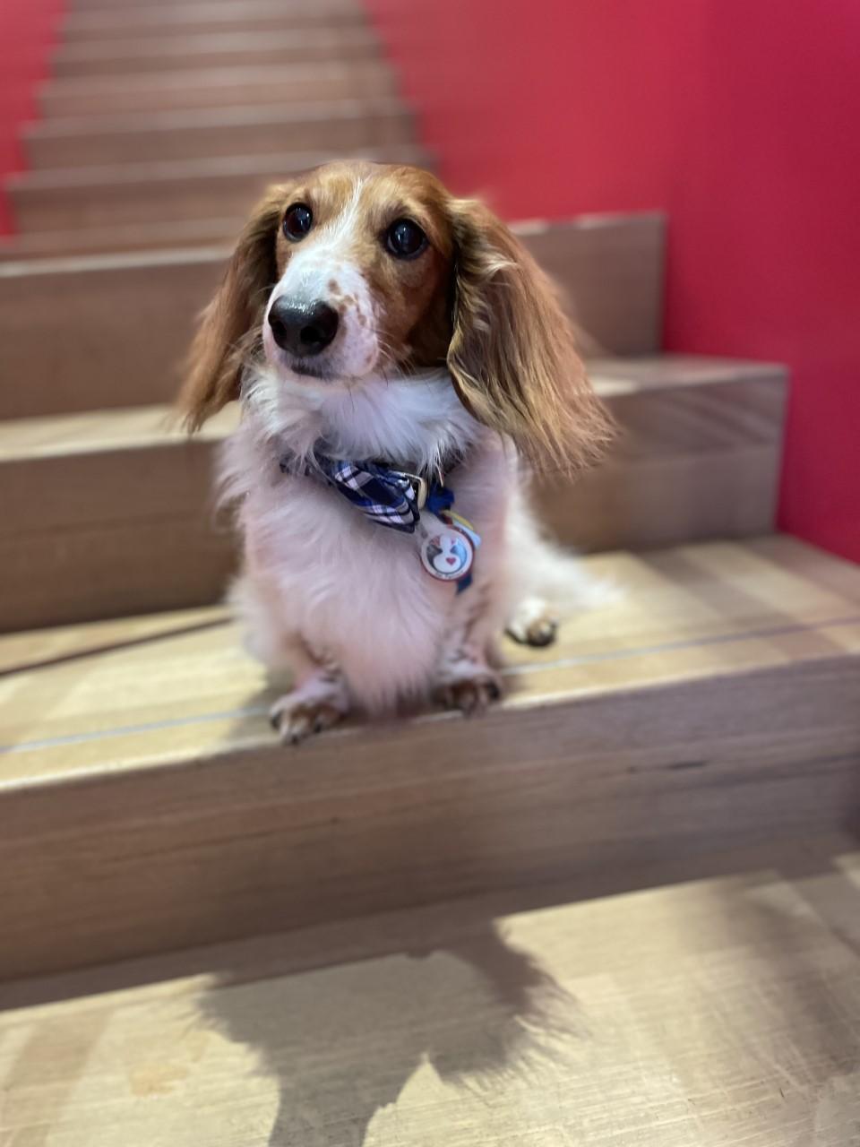 Photo of small brown and white dog