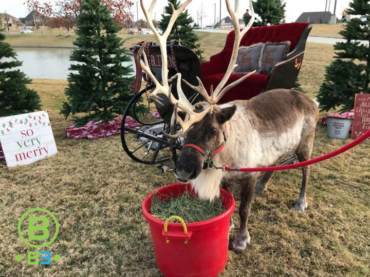 real reindeer eating hay