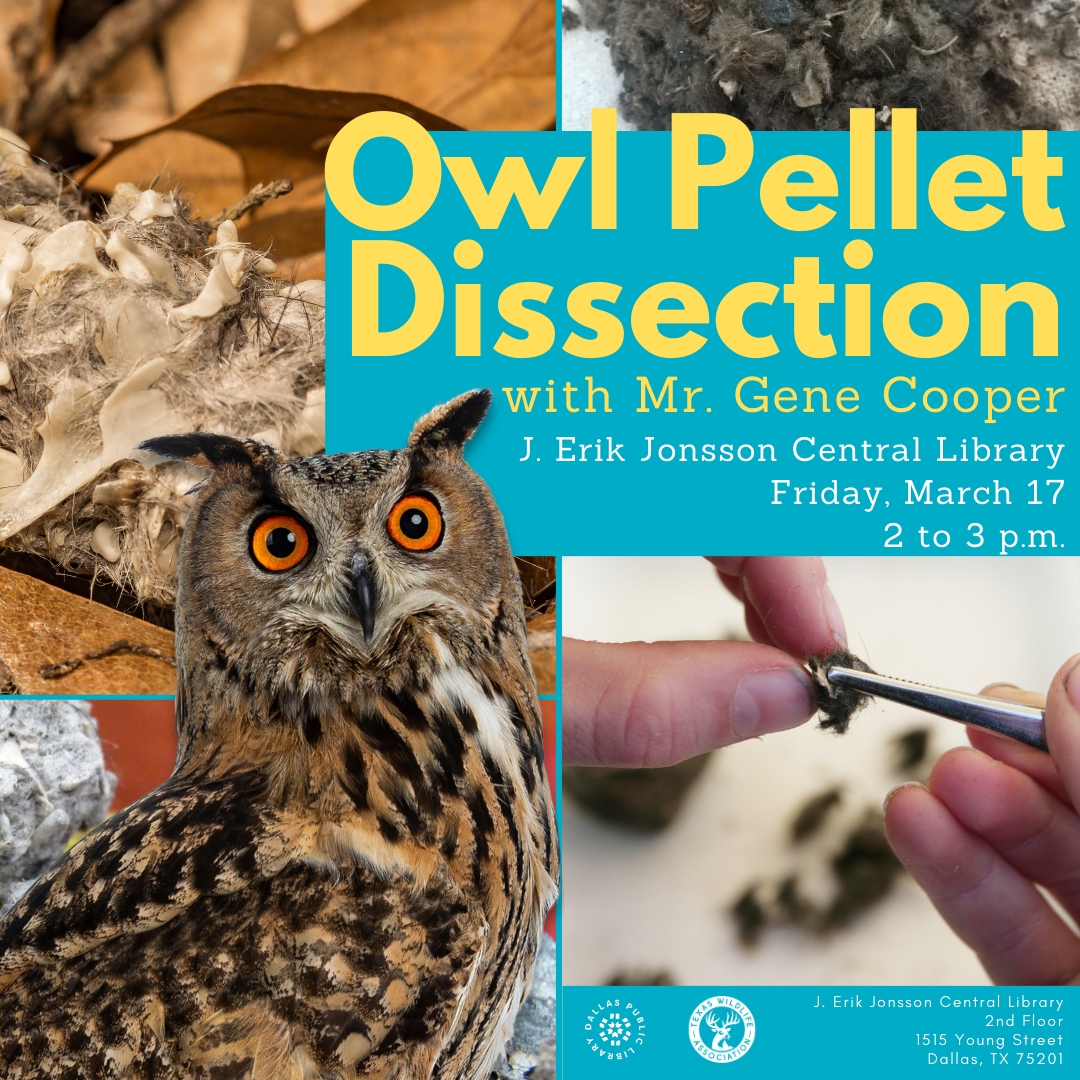 Owl Pellet Dissection Cover Graphic