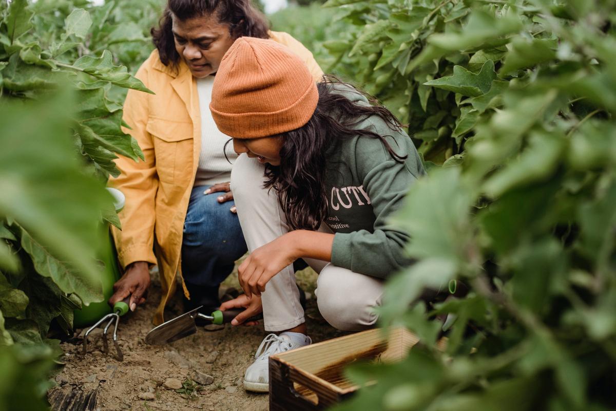 people working in a vegetable garden