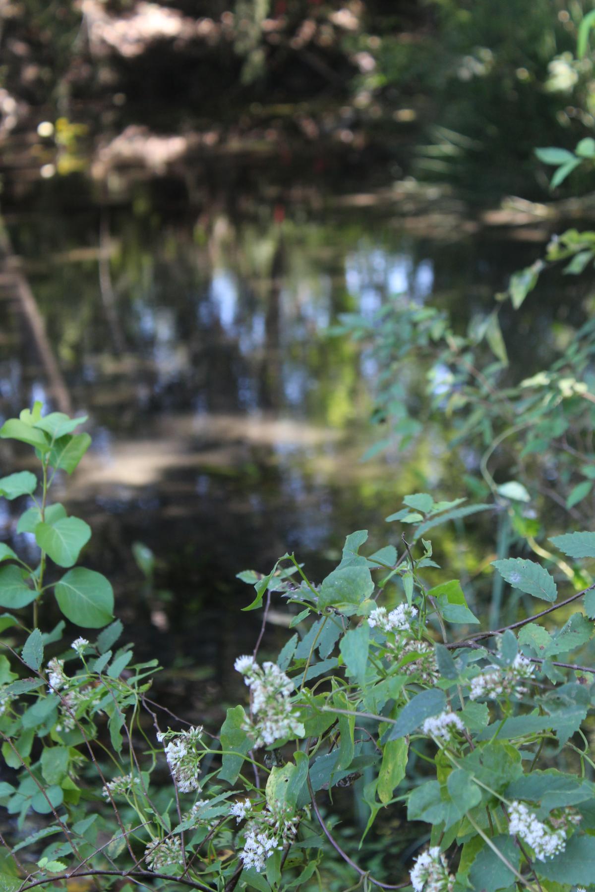 Big Springs Preserve