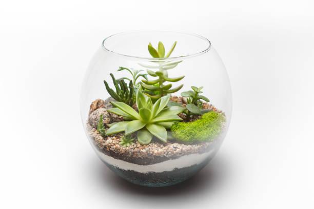 mini terrariums 