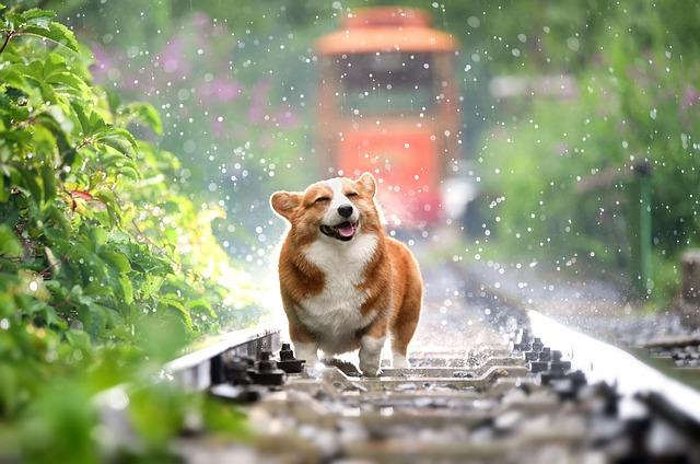 Happy Corgi in the Rain