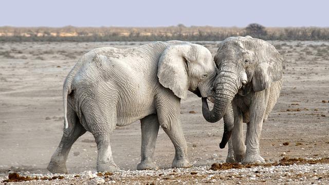 2 Elephants in a Desert