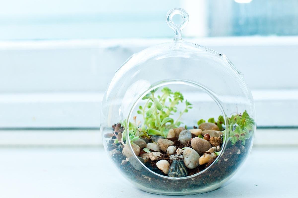 terrarium 