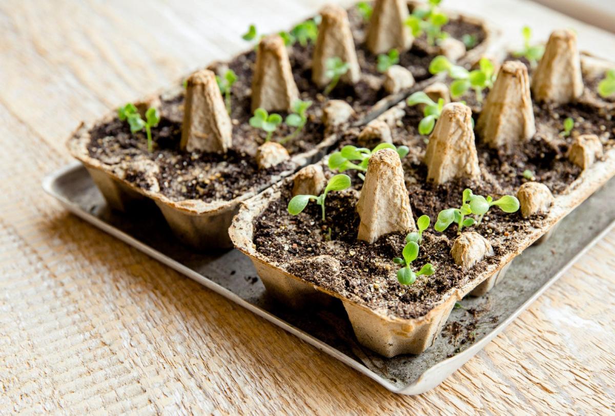 egg carton seed starters