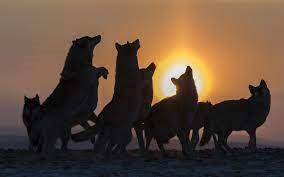 Wolfs in front of the sun