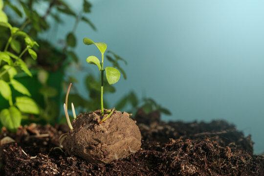 seed bombs