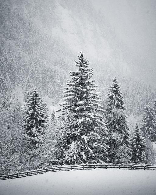 There is a group of evergreen trees in the middle of the image covered in snow. The trees fade into the background as they climb up a mountain. There is an empty field in the foreground. Everything is covered in snow.