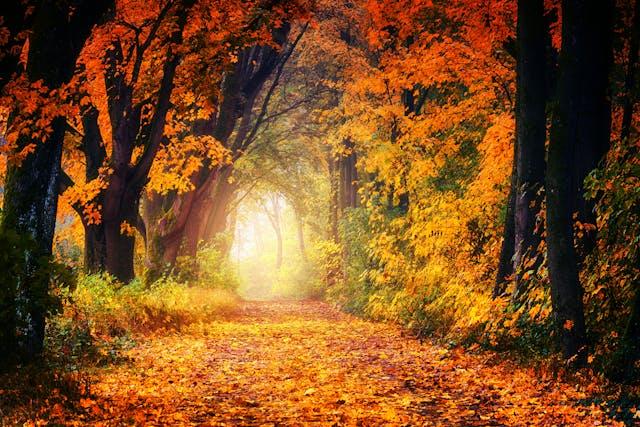 A tree lined path with orange leaves on the ground