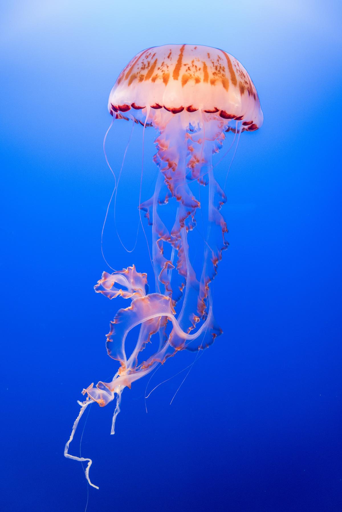 pink and orange jellyfish in the water