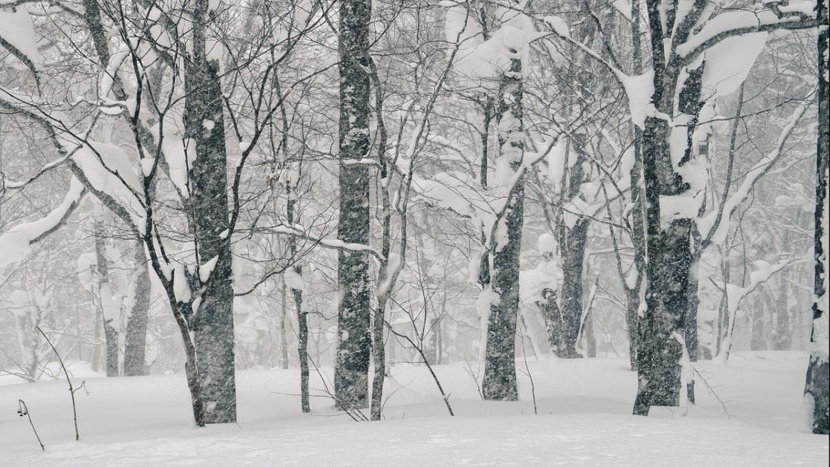 A photo of trees in a snowstorm.