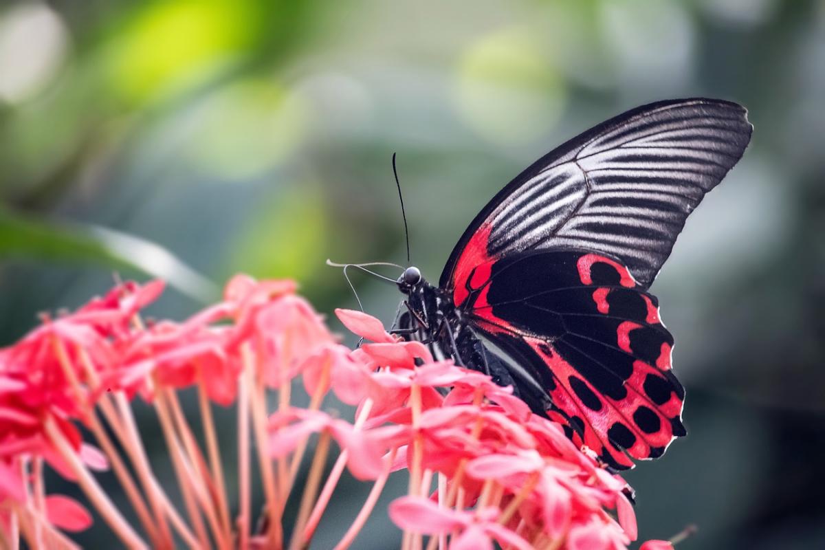 https://pixabay.com/photos/scarlet-mormon-butterfly-insect-6242643/