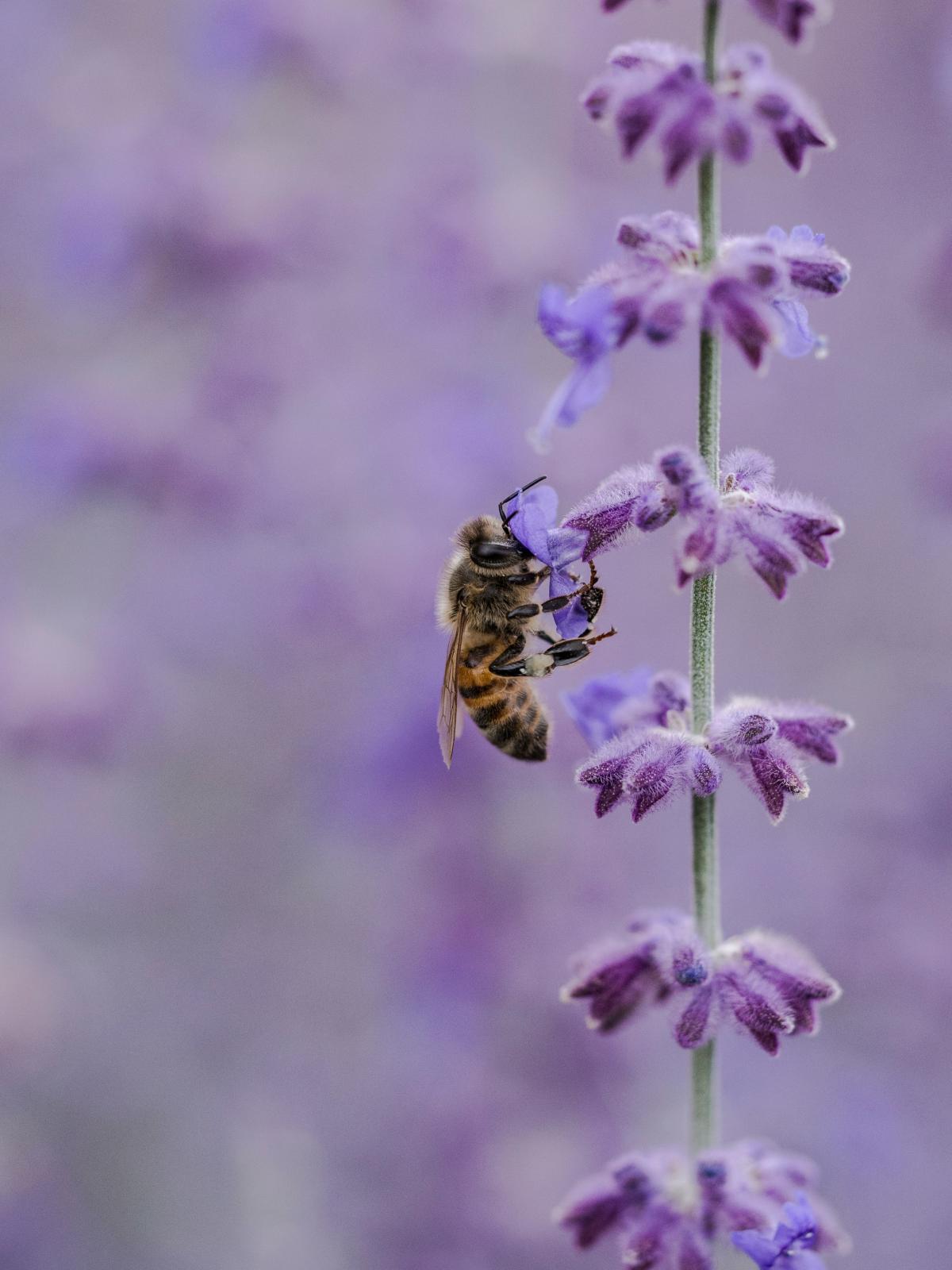 one bee on a purple flower