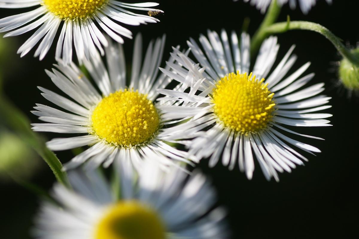 Daisy - yard weed