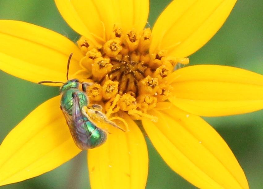 Iridescent bee sitting on a yellow flower