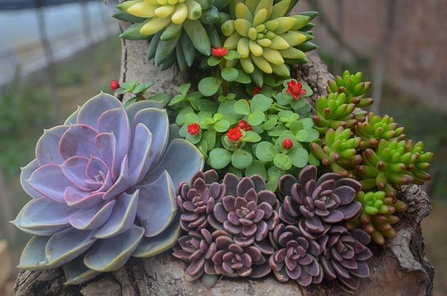 Succulent selection