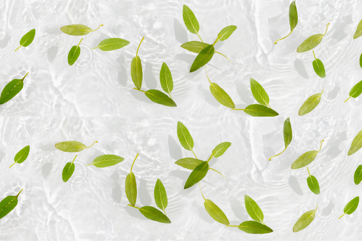 Floating leaves in water