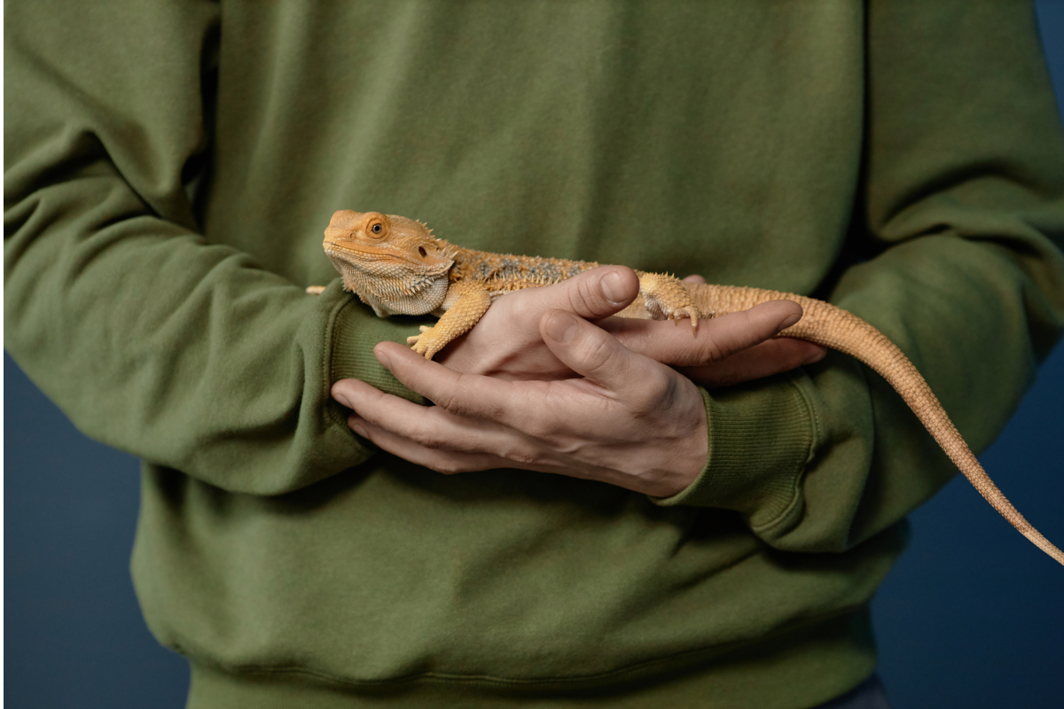 Person holding amphibian 