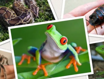 Animals around the world