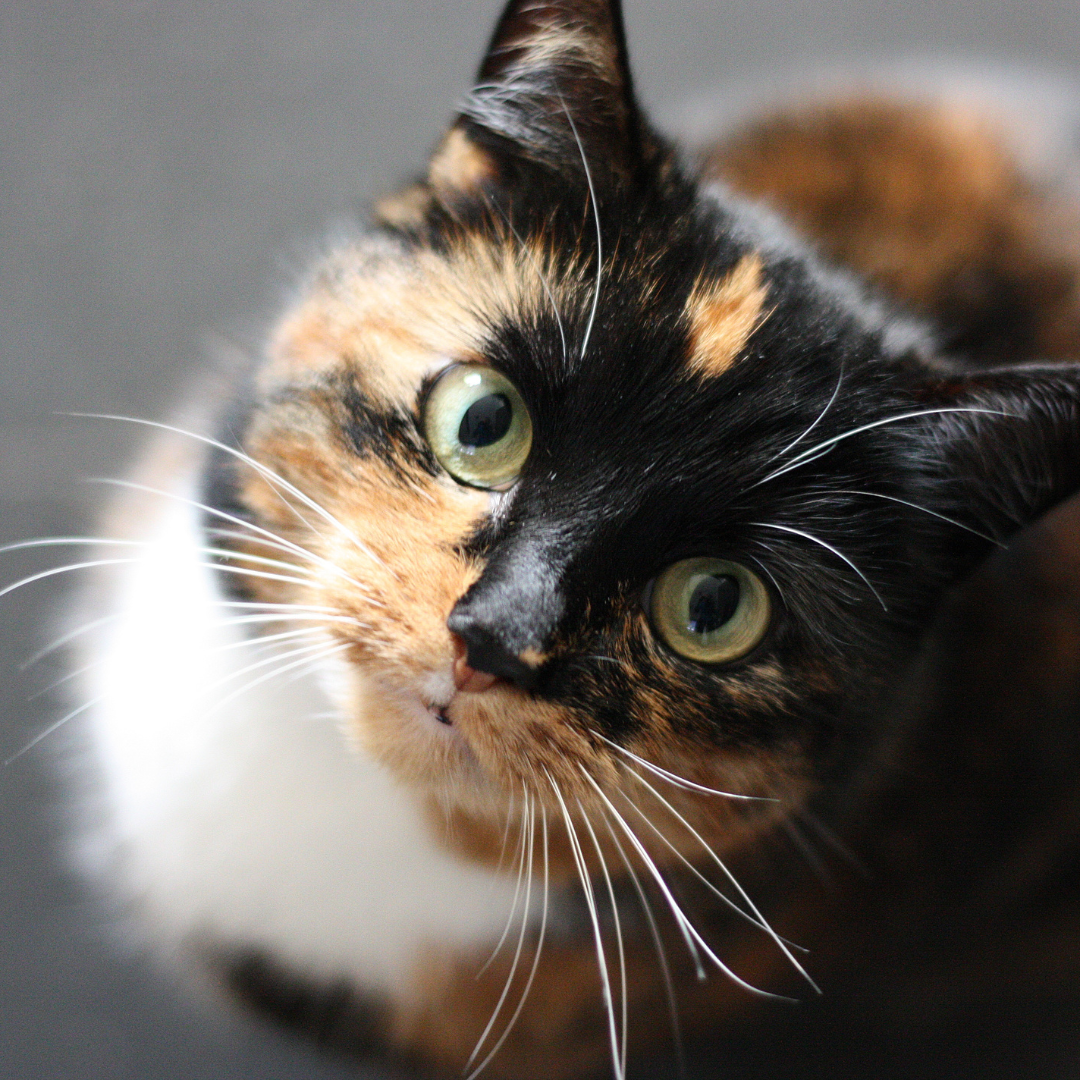 A calico cat staring at the camera