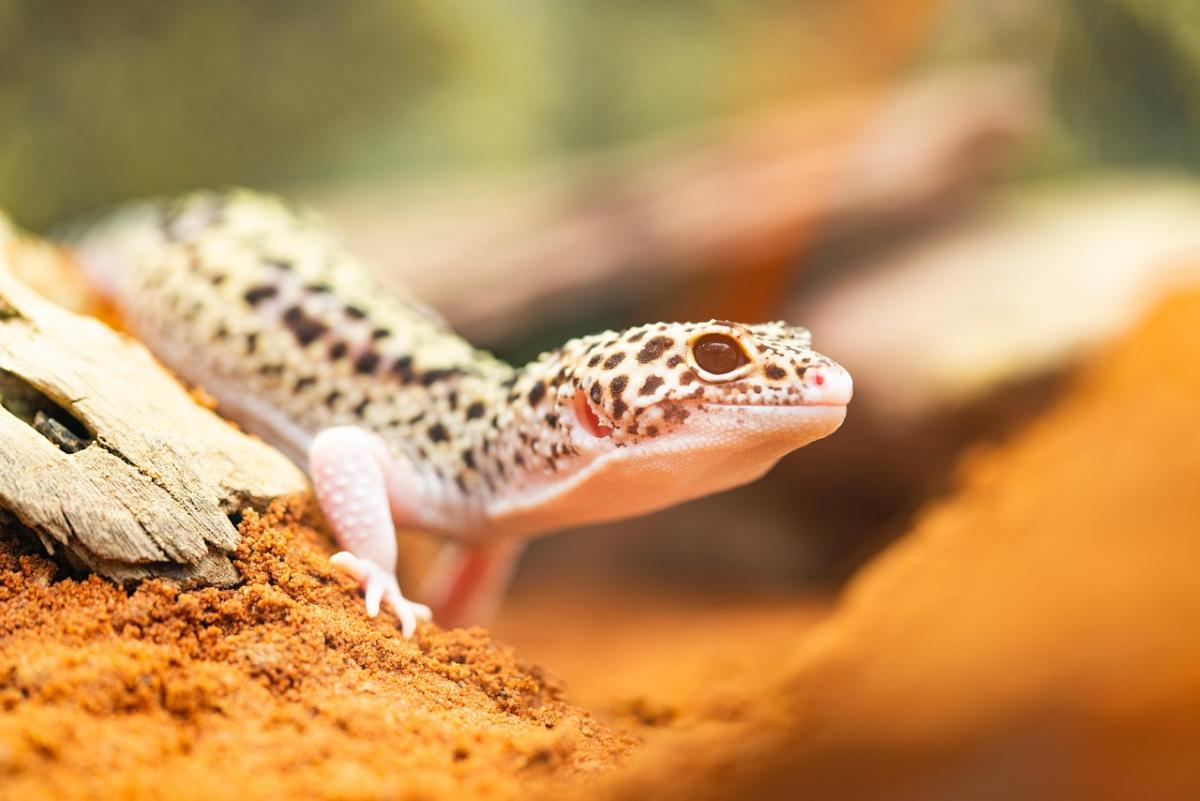 leopard gecko