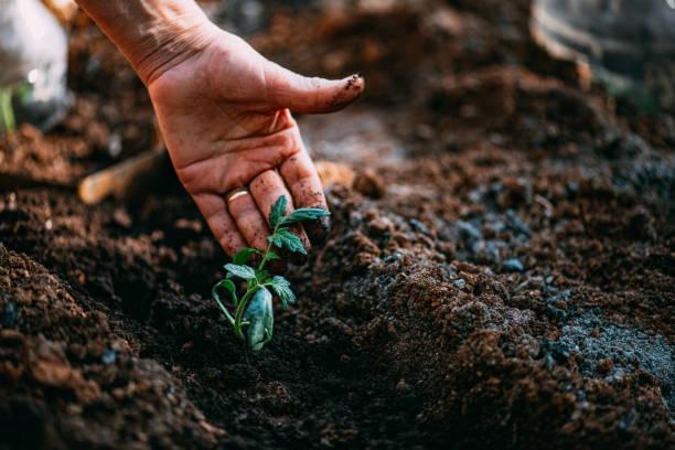 Hands planting a small tomato plant