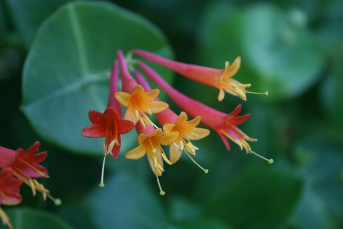 red and yellow trumpet shaped flowers