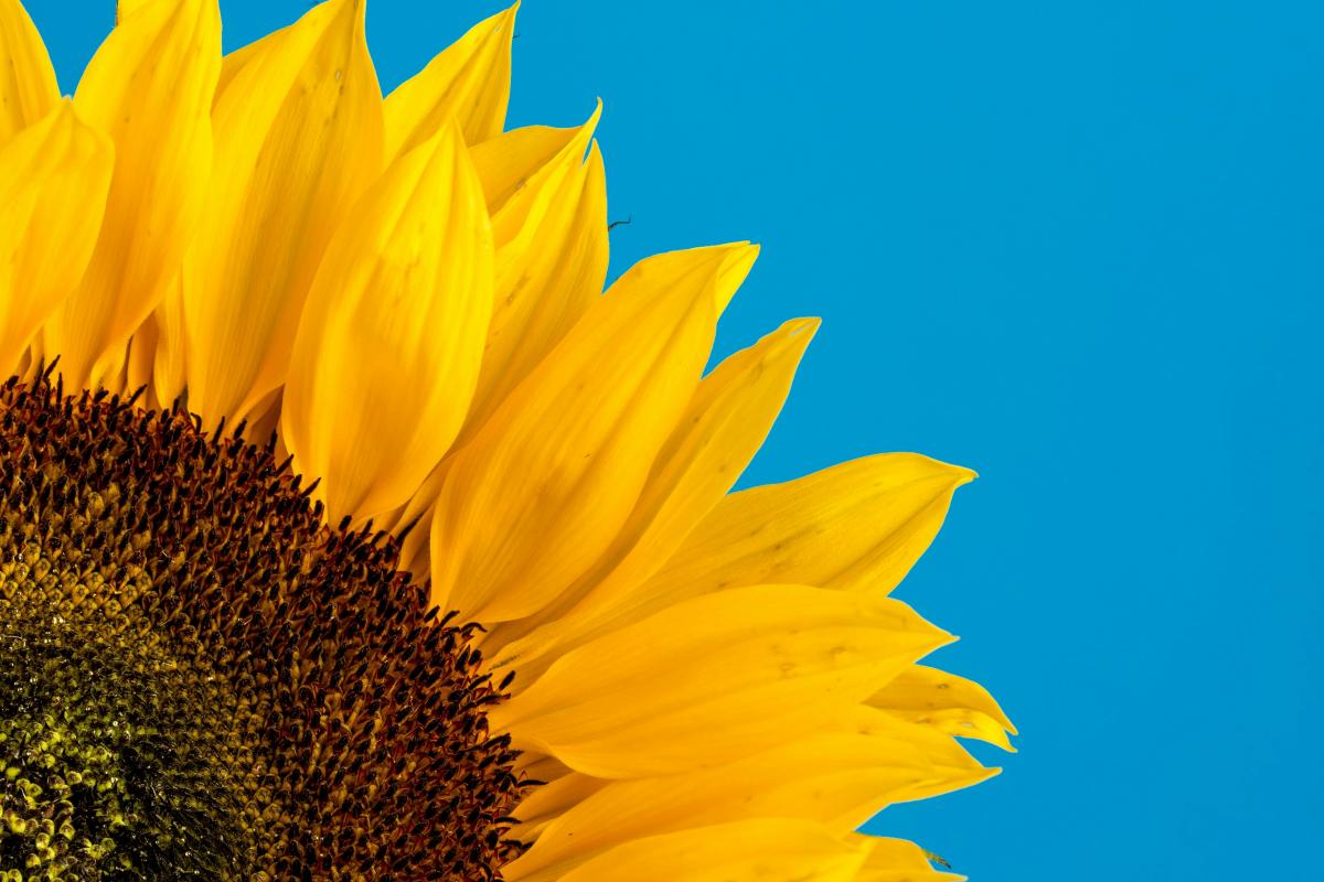 blue background with a large yellow sunflower in the lower left corner