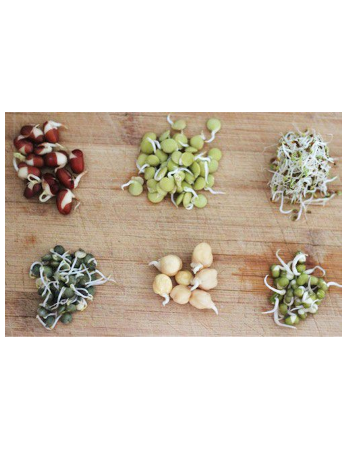 Example picture of beans sprouting