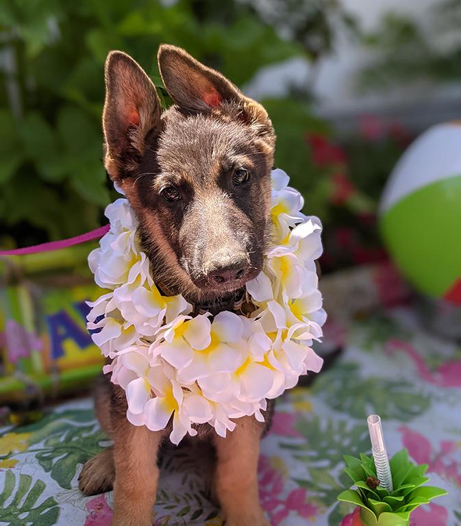 picture of a baby dog with a flower collar