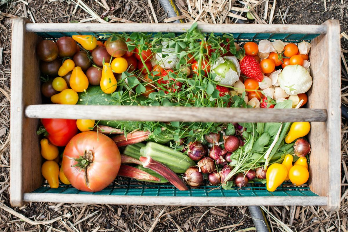 Basket of fresh vegetables picked from the garden.