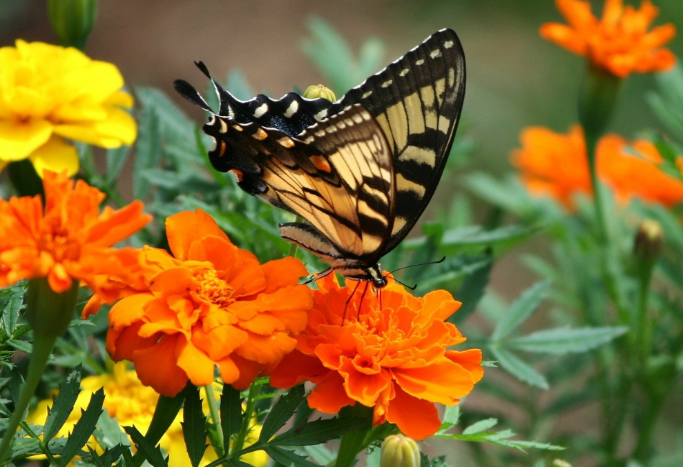 Swallowtail butterfly on marigolds