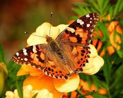 Painted Lady Butterfly