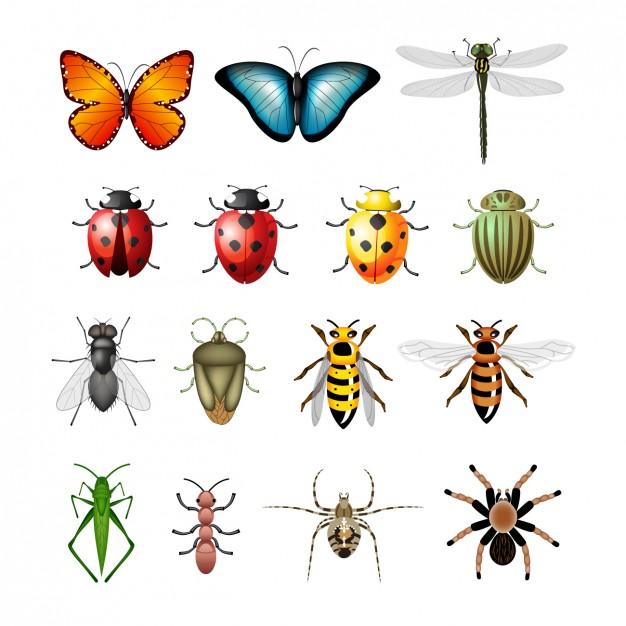 Insects