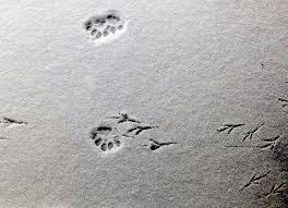 Animal Tracks